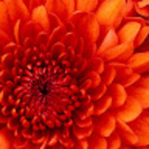 Meet your Posher, Edith